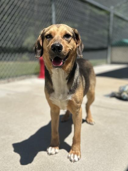 coconutty, a Adoptable mixed breed in King William, VA image 3/3