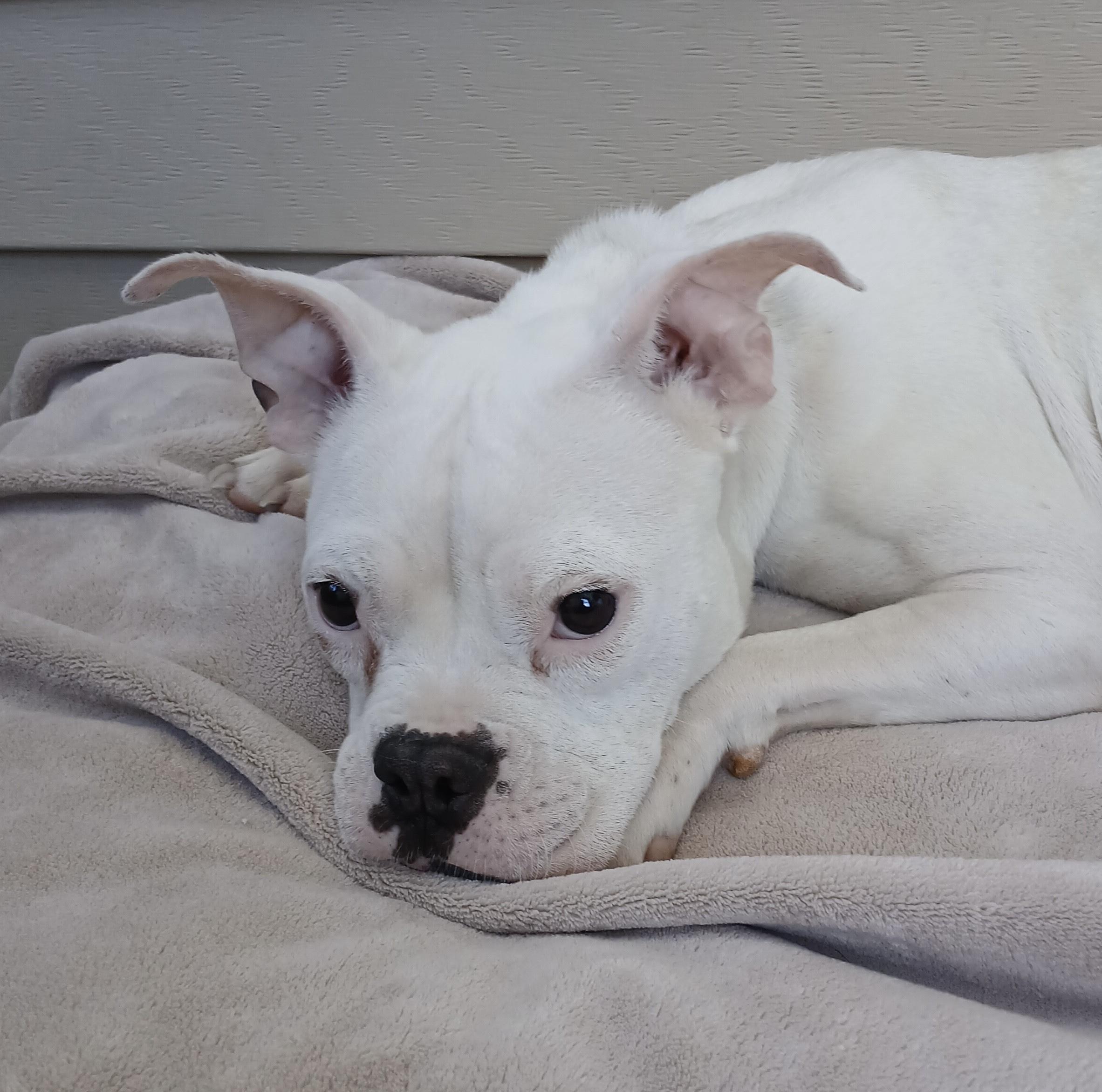 Flo, Adoptable, Young Female Boston Terrier & Mixed Breed.
