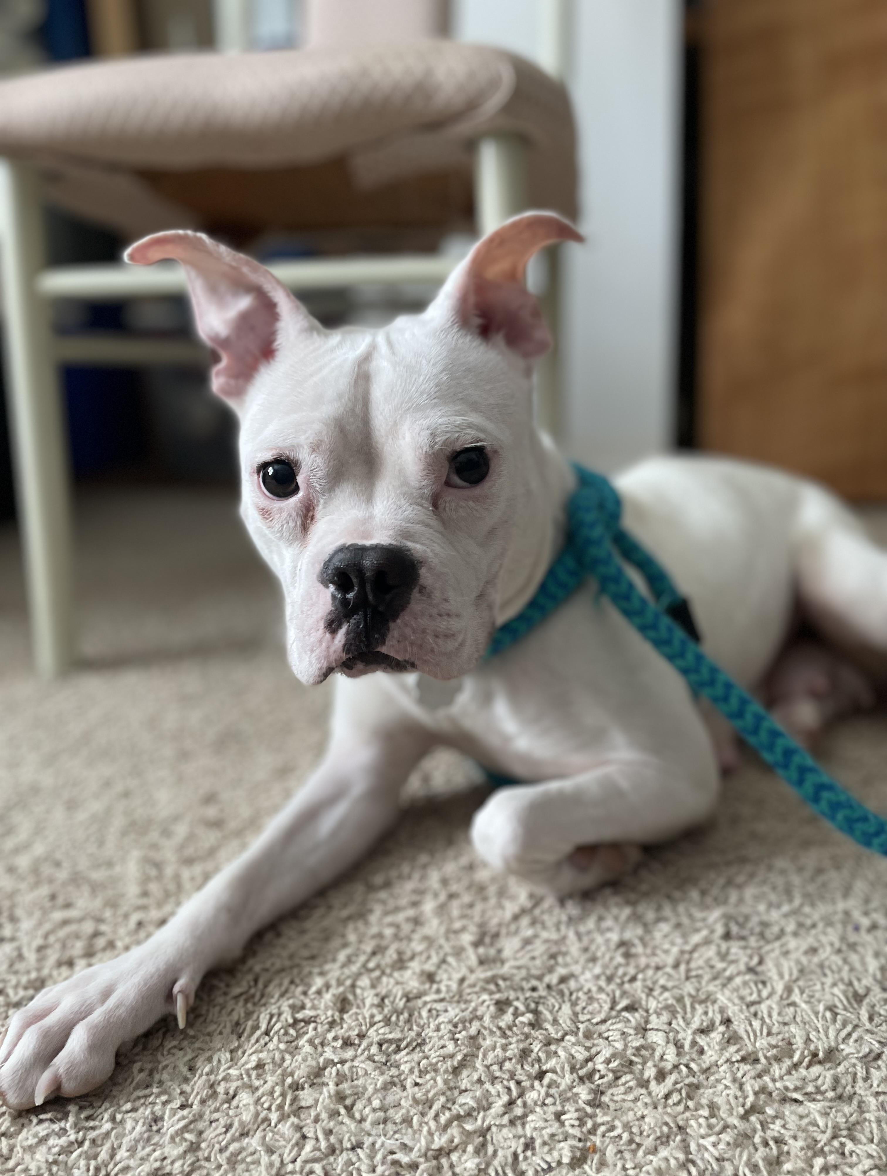 Enlarge Flo, a Adoptable mixed breed in Oxford, MI image 2/6