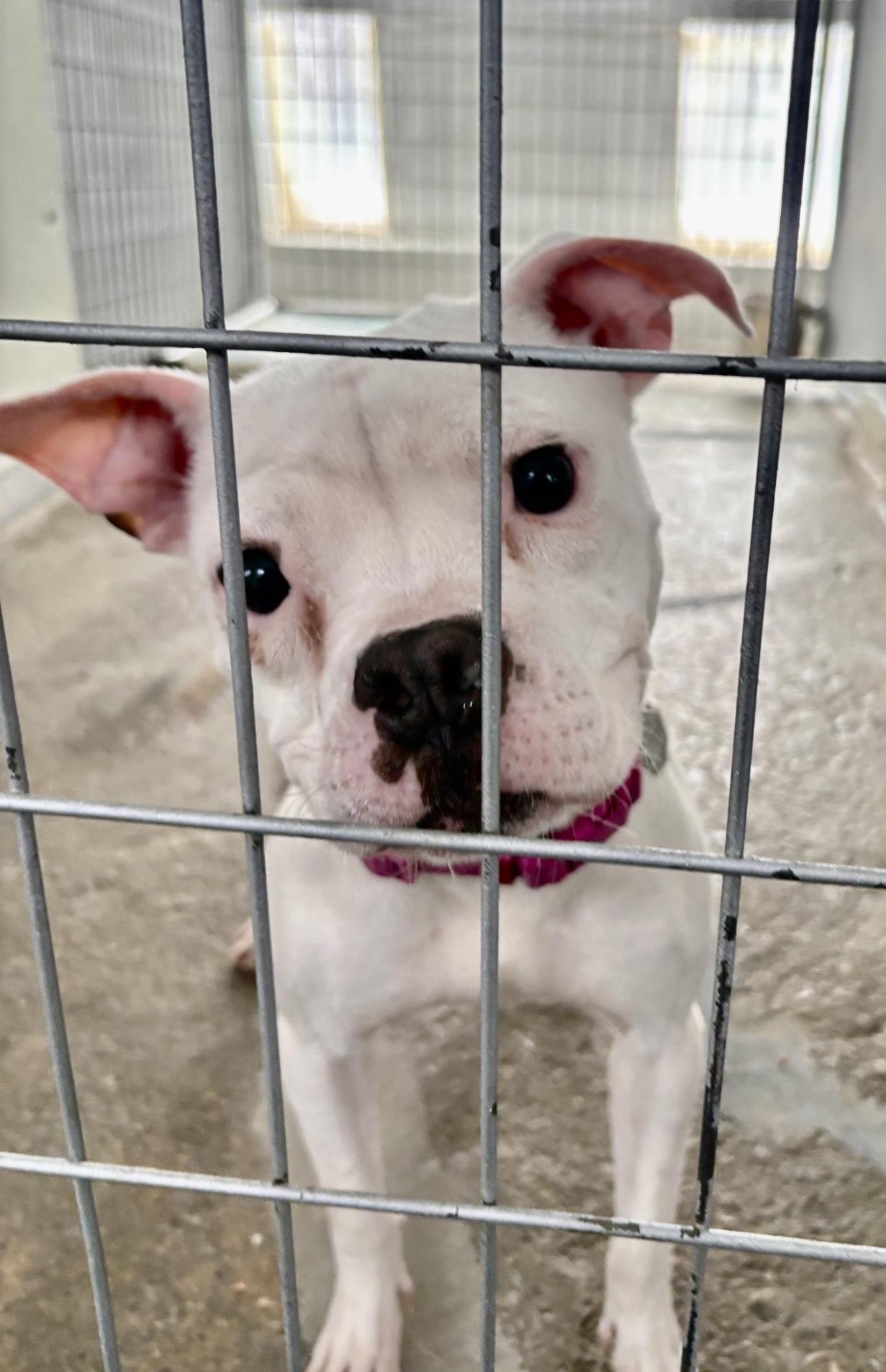 Enlarge Flo, a Adoptable mixed breed in Oxford, MI image 6/6