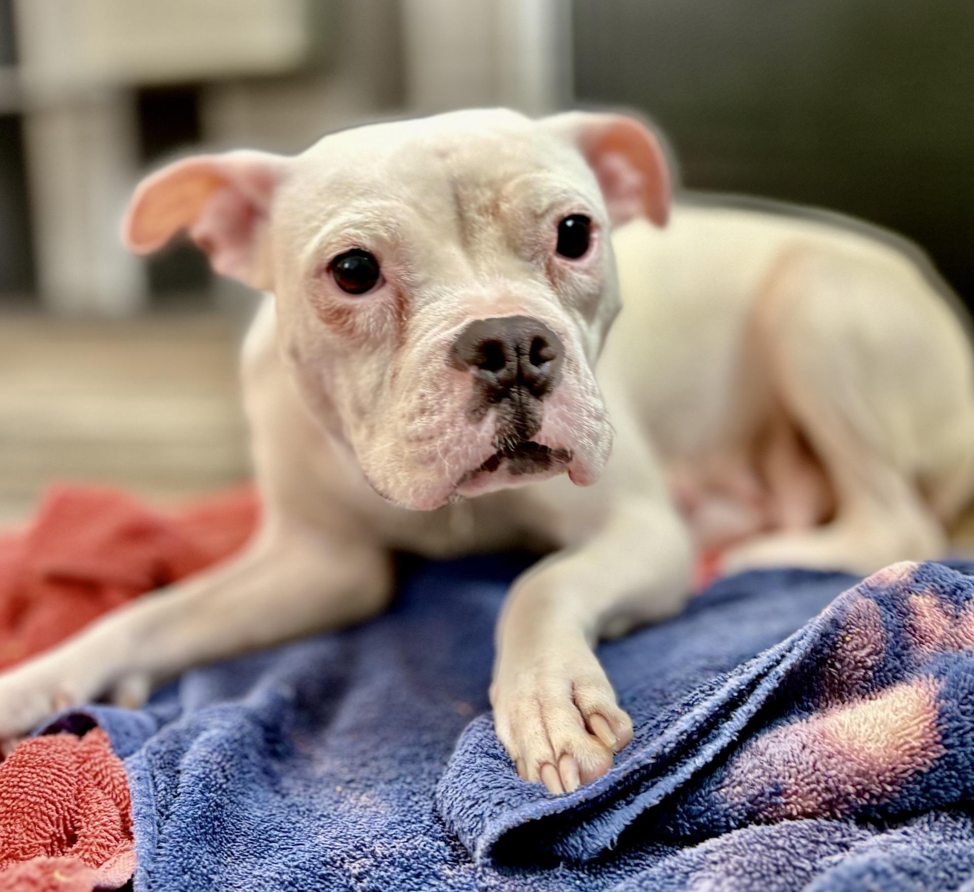 Enlarge Flo, a Adoptable mixed breed in Oxford, MI image 4/6