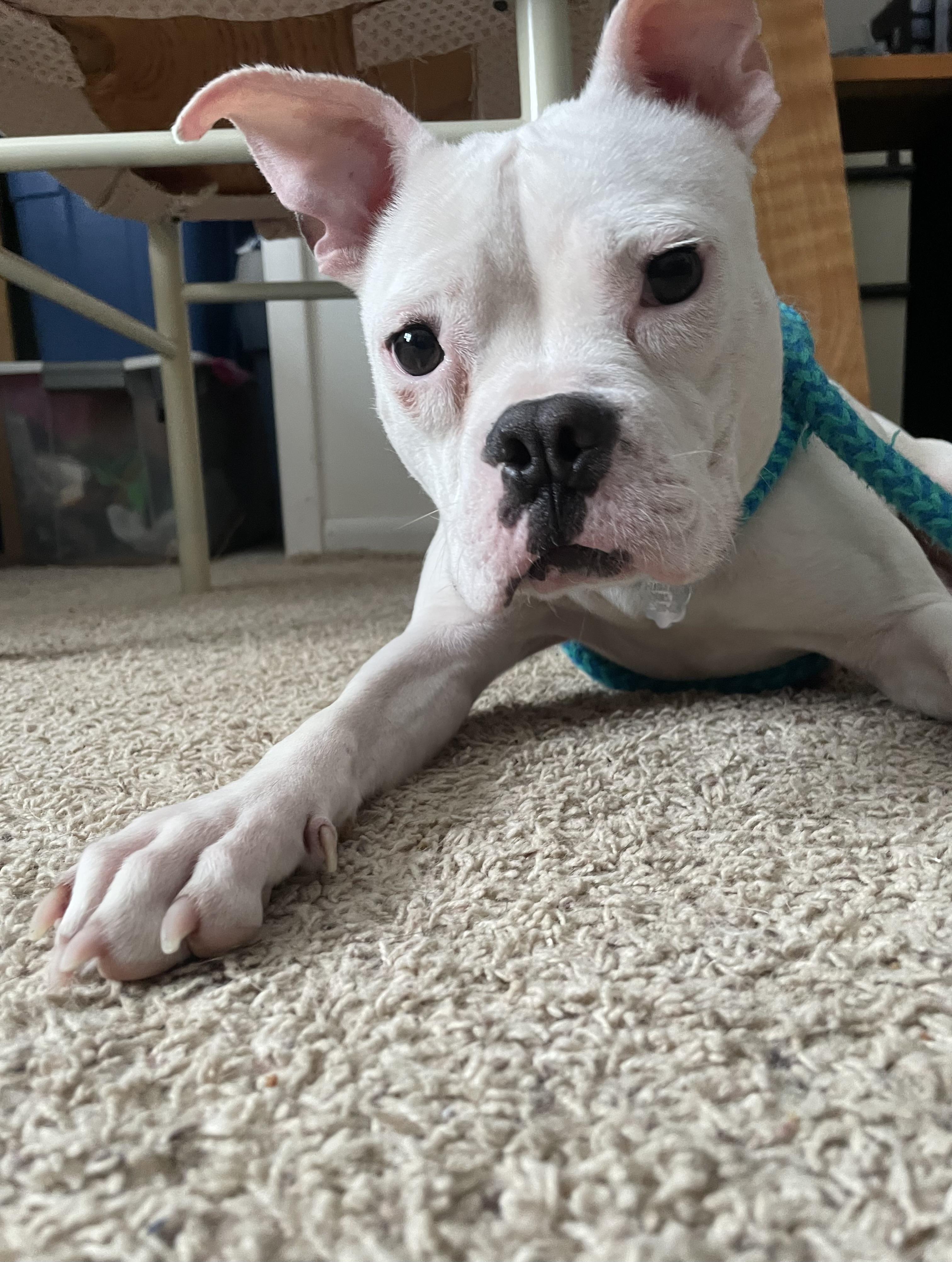 Enlarge Flo, a Adoptable mixed breed in Oxford, MI image 3/6