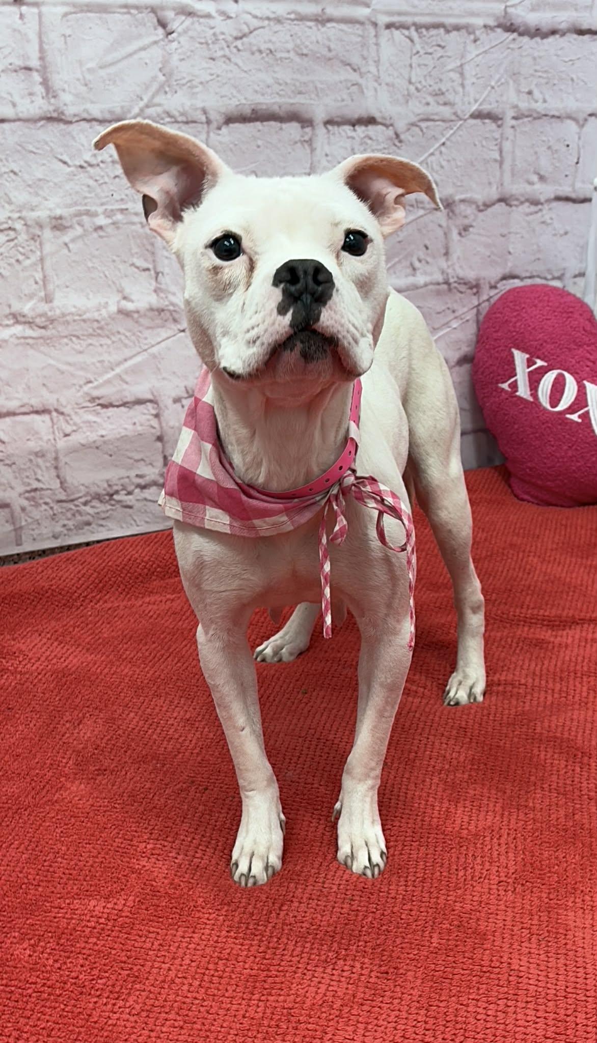 Enlarge Flo, a Adoptable mixed breed in Oxford, MI image 5/6