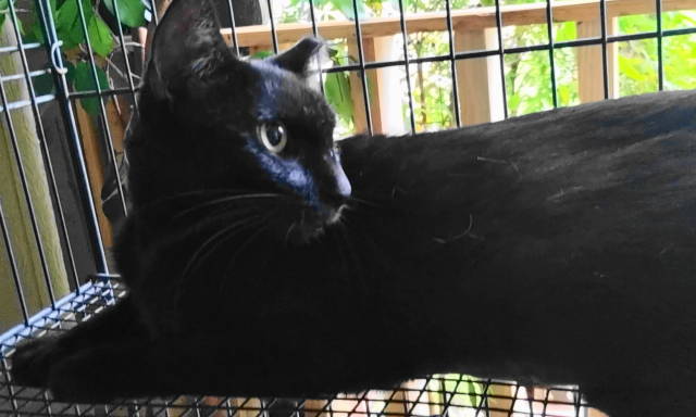 A-Mitzy Barn Cat, a Adoptable Domestic Short Hair in Frankston, TX image 1/6