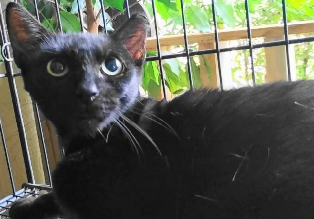 A-Mitzy Barn Cat, a Adoptable Domestic Short Hair in Frankston, TX image 2/6