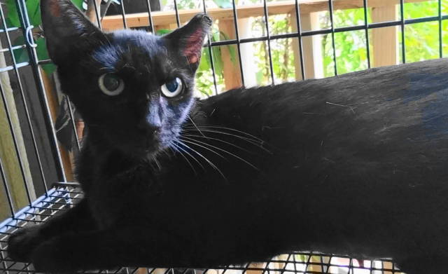 A-Mitzy Barn Cat, a Adoptable Domestic Short Hair in Frankston, TX image 3/6