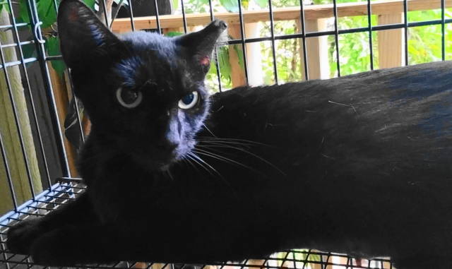 A-Mitzy Barn Cat, a Adoptable Domestic Short Hair in Frankston, TX image 4/6