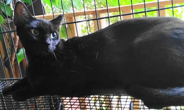 A-Mitzy Barn Cat, a Adoptable Domestic Short Hair in Frankston, TX image 5/6