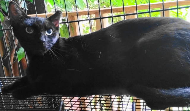 A-Mitzy Barn Cat, a Adoptable Domestic Short Hair in Frankston, TX image 6/6