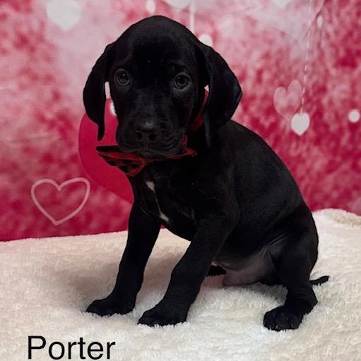 Porter, an adopted mixed breed in Danbury, CT image 2/2