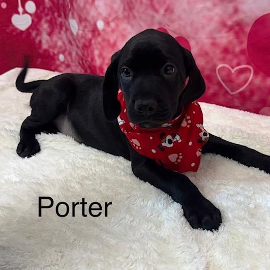 Porter, an adopted mixed breed in Danbury, CT image 1/2