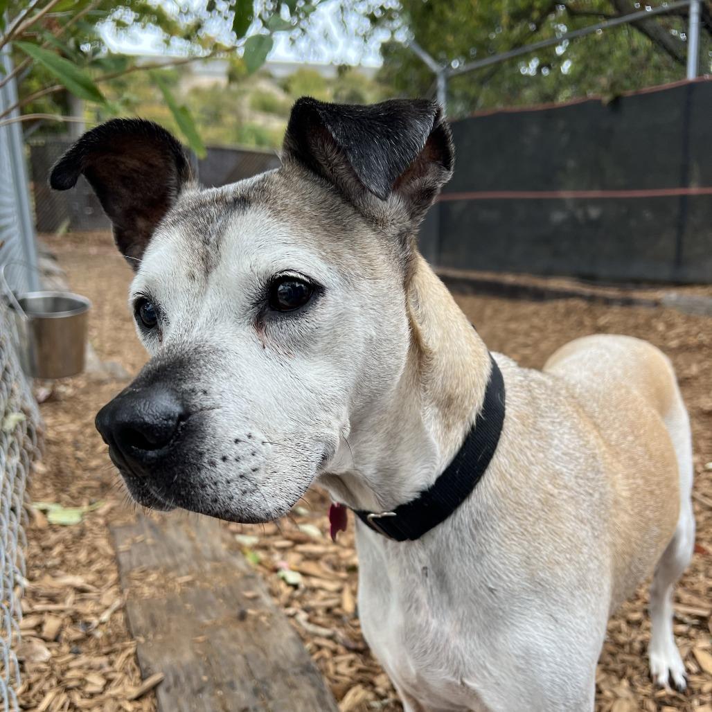 Lizzie, Adoptable, Senior Female Pit Bull Terrier & Mixed Breed.