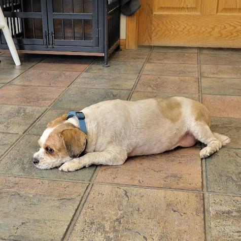 Jasper, Adoptable, Senior Female Shih Tzu & Bichon Frise.