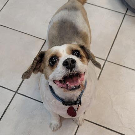 Enlarge Jasper, a Adoptable mixed breed in Grand Island, NE image 2/3
