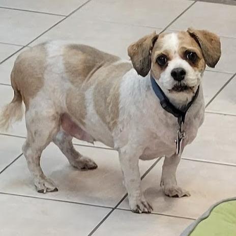 Enlarge Jasper, a Adoptable mixed breed in Grand Island, NE image 3/3