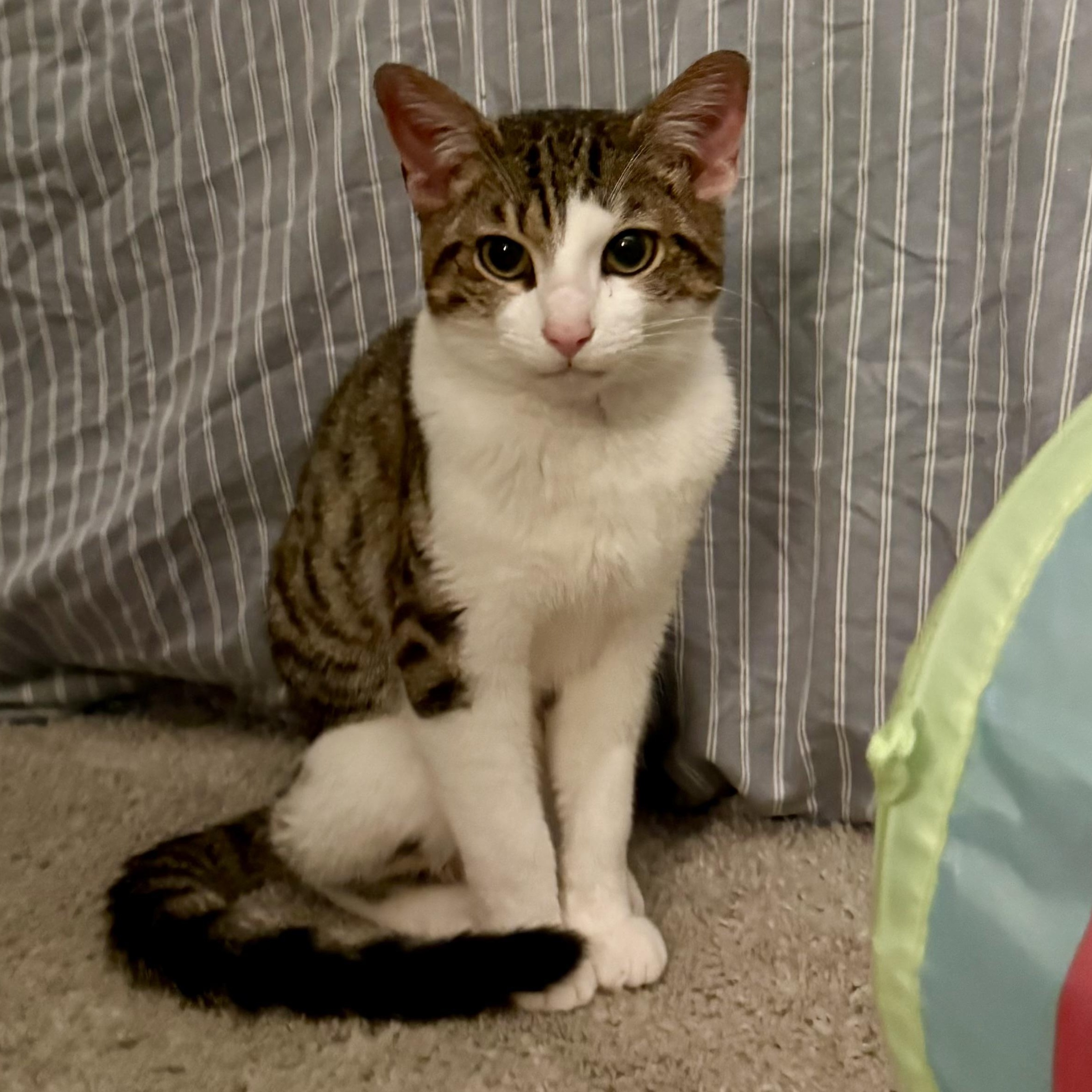 Enlarge Theon, an adoptable Domestic Short Hair in Richmond, VA image 1/1