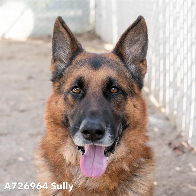 SULLY, Adoptable, Adult Male German Shepherd Dog.
