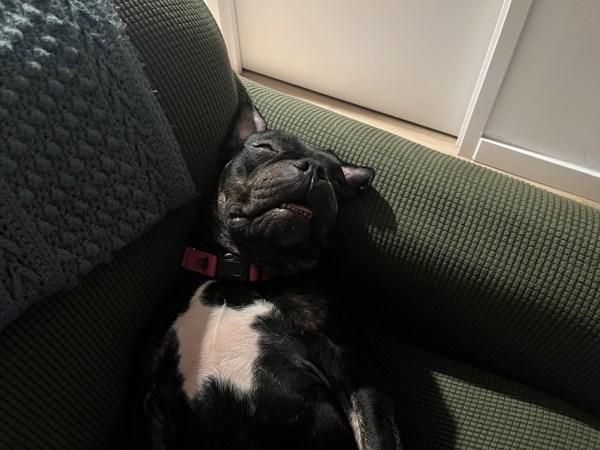 Enlarge Lark, a Adoptable mixed breed in Staten Island, NY image 2/6