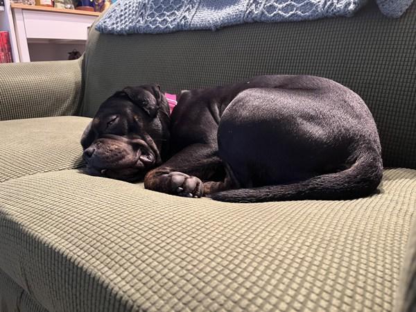 Enlarge Lark, a Adoptable mixed breed in Staten Island, NY image 3/6