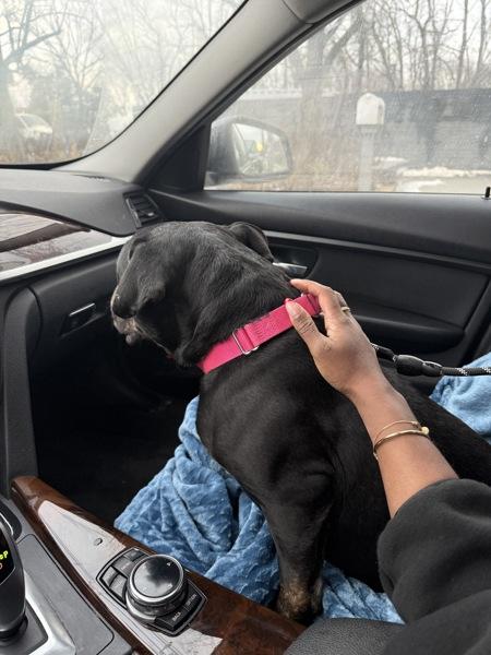 Enlarge Lark, a Adoptable mixed breed in Staten Island, NY image 5/6