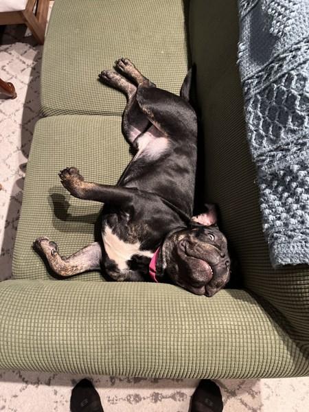 Enlarge Lark, a Adoptable mixed breed in Staten Island, NY image 6/6