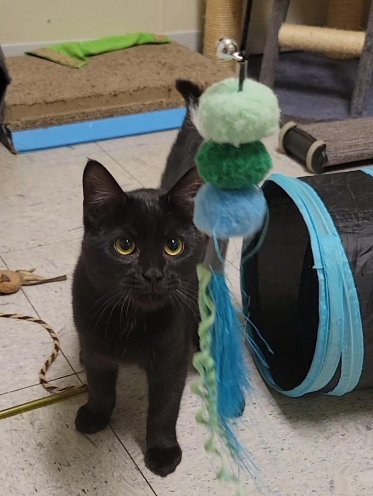 CHEER, Adoptable, Young Female Domestic Short Hair.