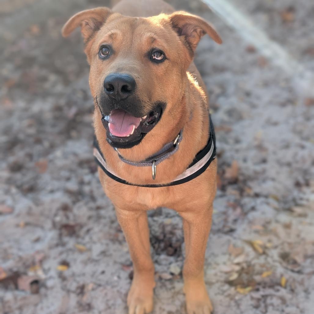 Enlarge Truman 28299, a Adoptable Mixed Breed in Middleburg, FL image 1/6