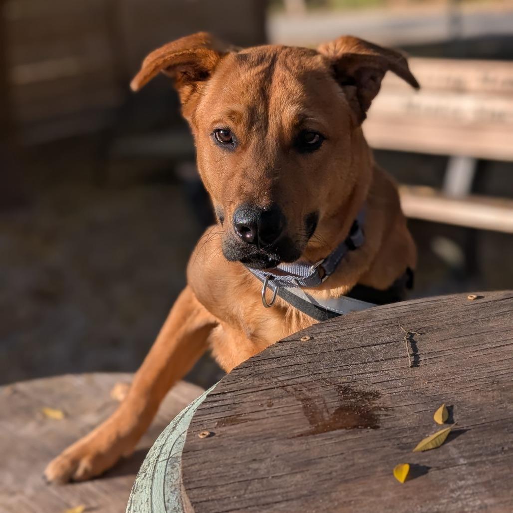 Enlarge Truman 28299, a Adoptable Mixed Breed in Middleburg, FL image 2/6