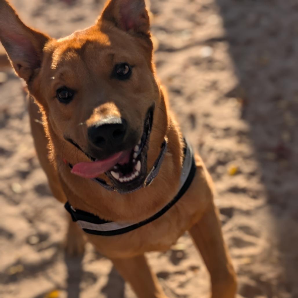 Enlarge Truman 28299, a Adoptable Mixed Breed in Middleburg, FL image 3/6