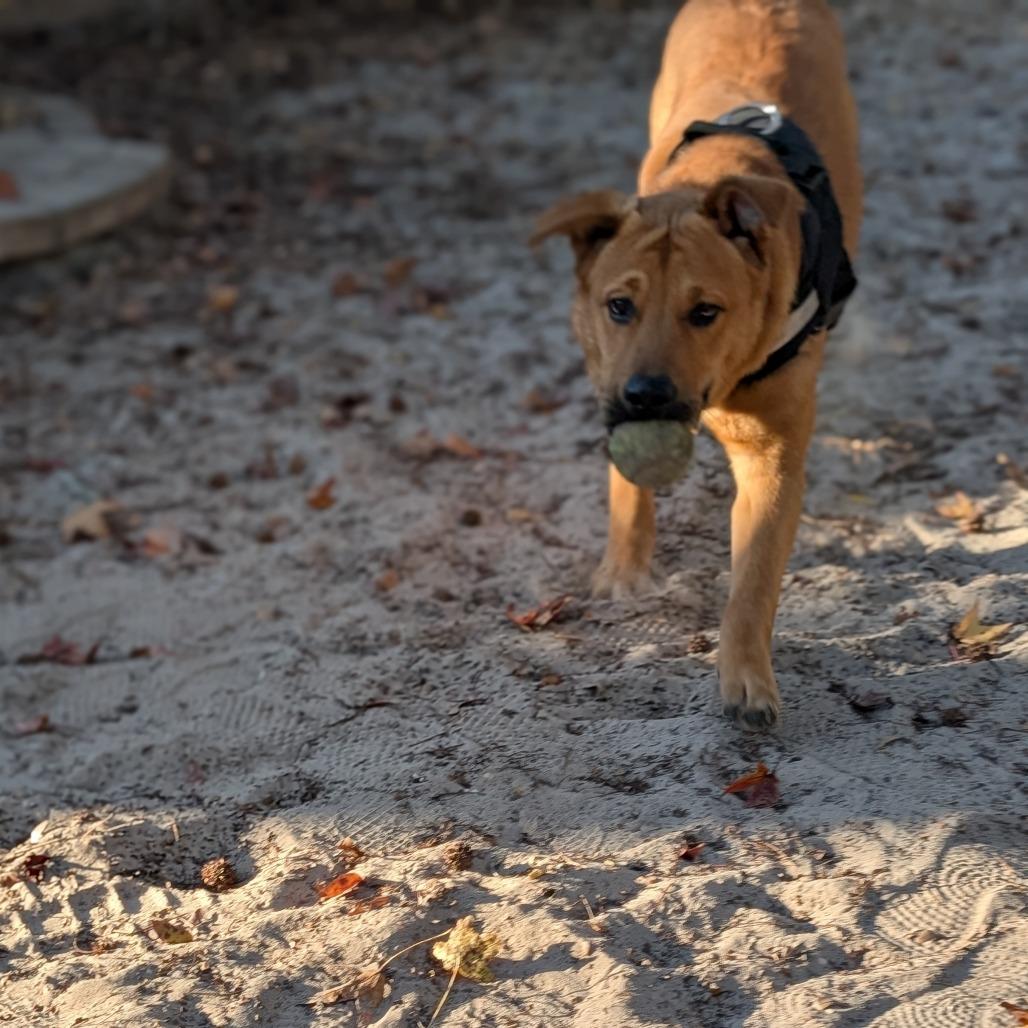 Enlarge Truman 28299, a Adoptable Mixed Breed in Middleburg, FL image 4/6