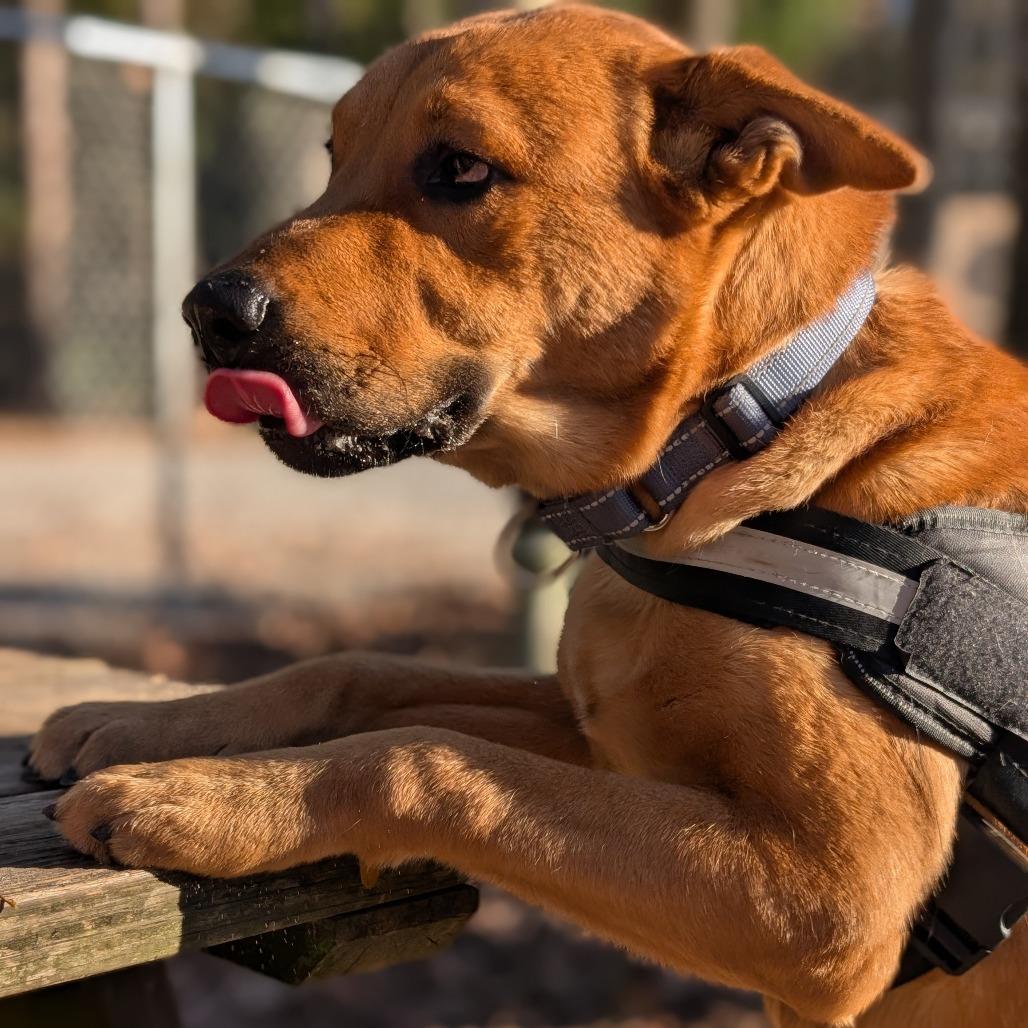 Enlarge Truman 28299, a Adoptable Mixed Breed in Middleburg, FL image 5/6