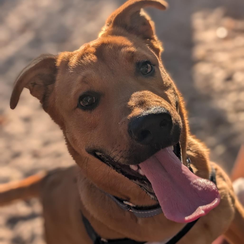 Enlarge Truman 28299, a Adoptable Mixed Breed in Middleburg, FL image 6/6