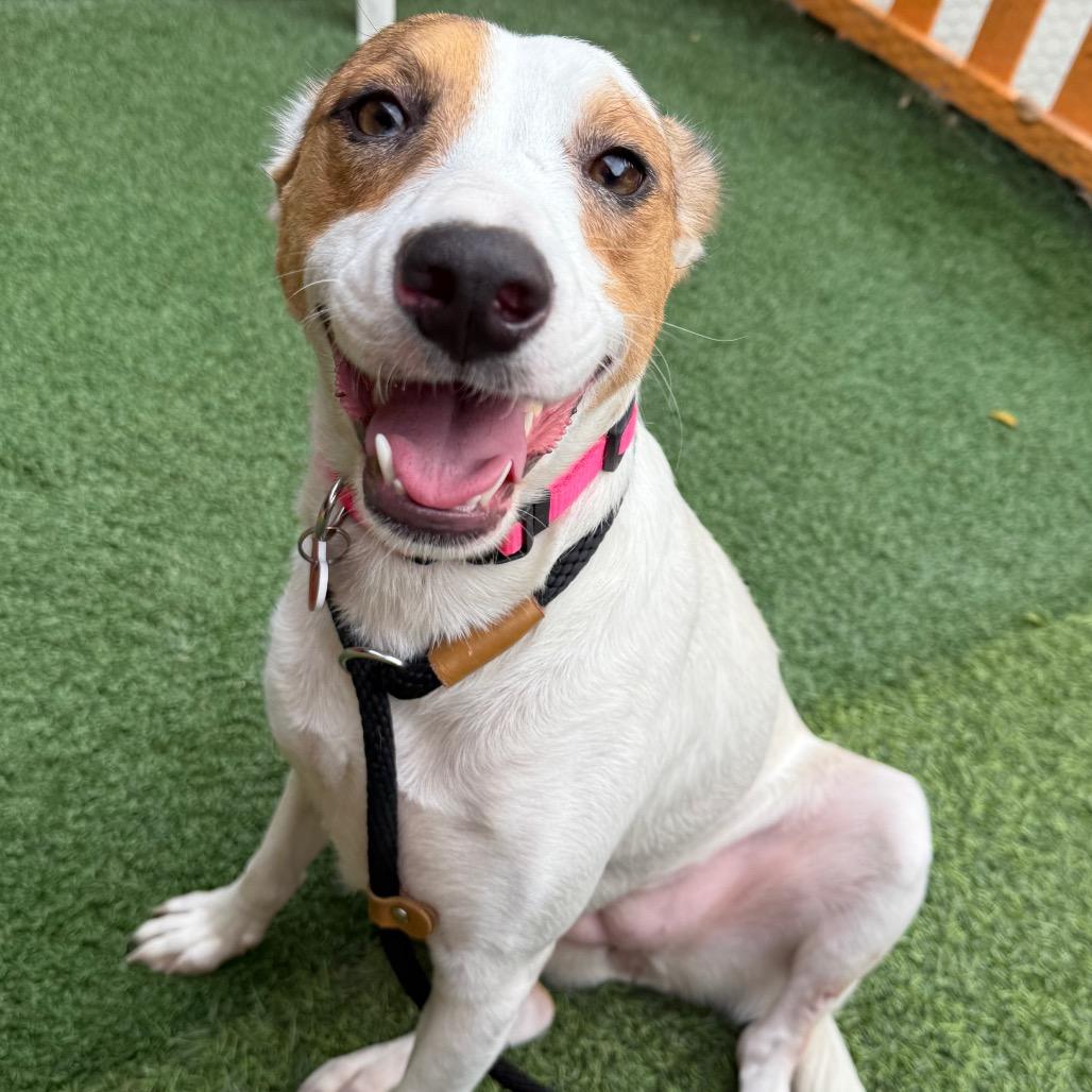 Sandy A2217894, a Adoptable mixed breed in Mission Hills, CA image 1/6