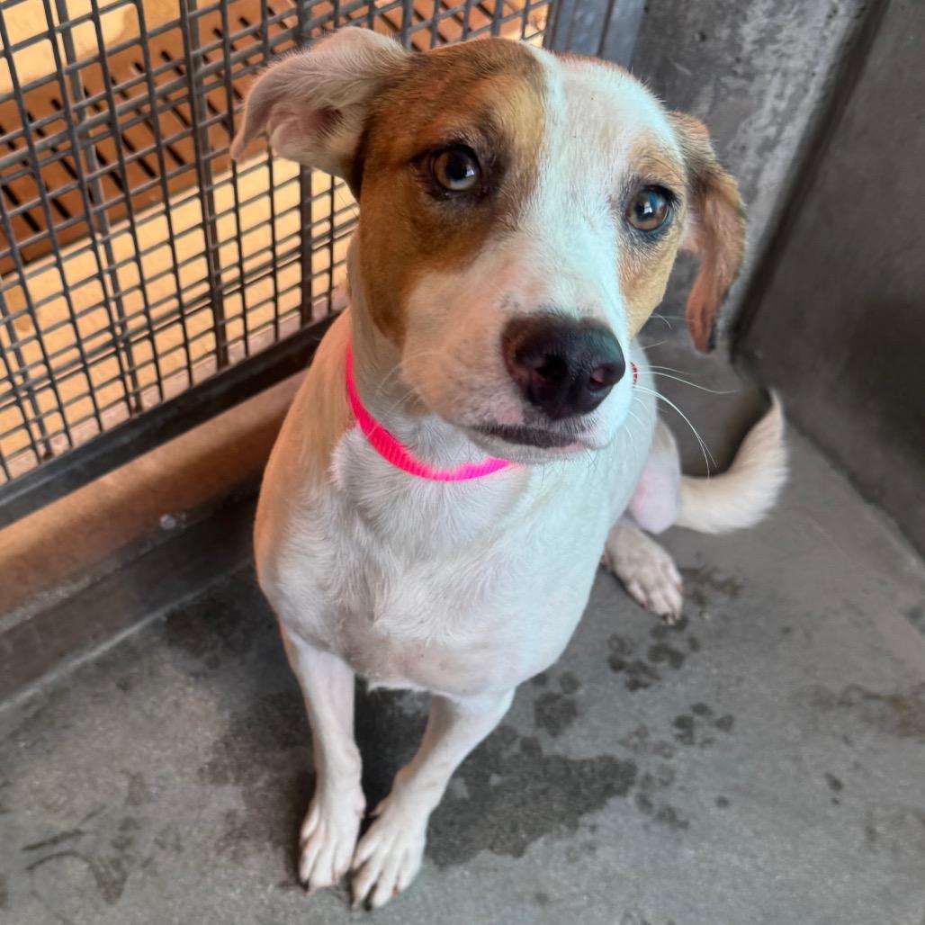 Sandy A2217894, a Adoptable mixed breed in Mission Hills, CA image 2/6