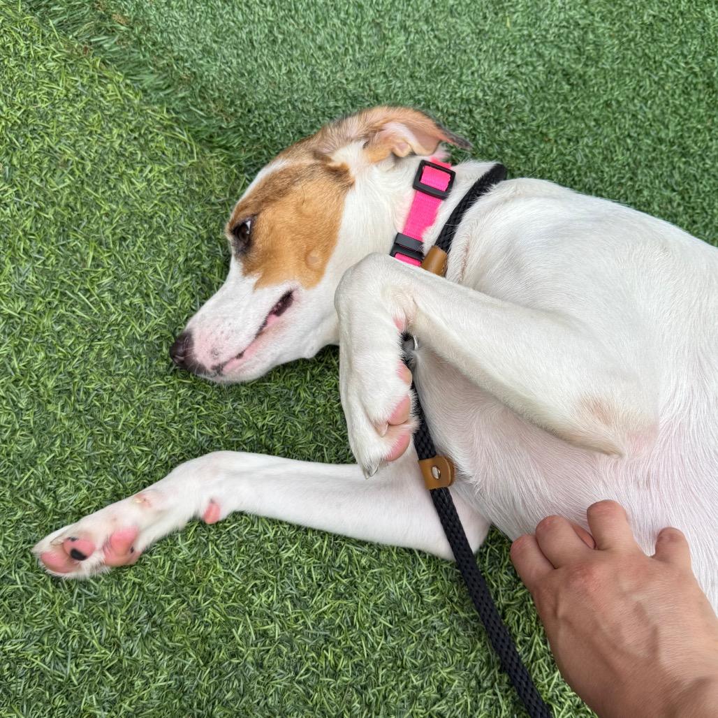 Sandy A2217894, a Adoptable mixed breed in Mission Hills, CA image 6/6