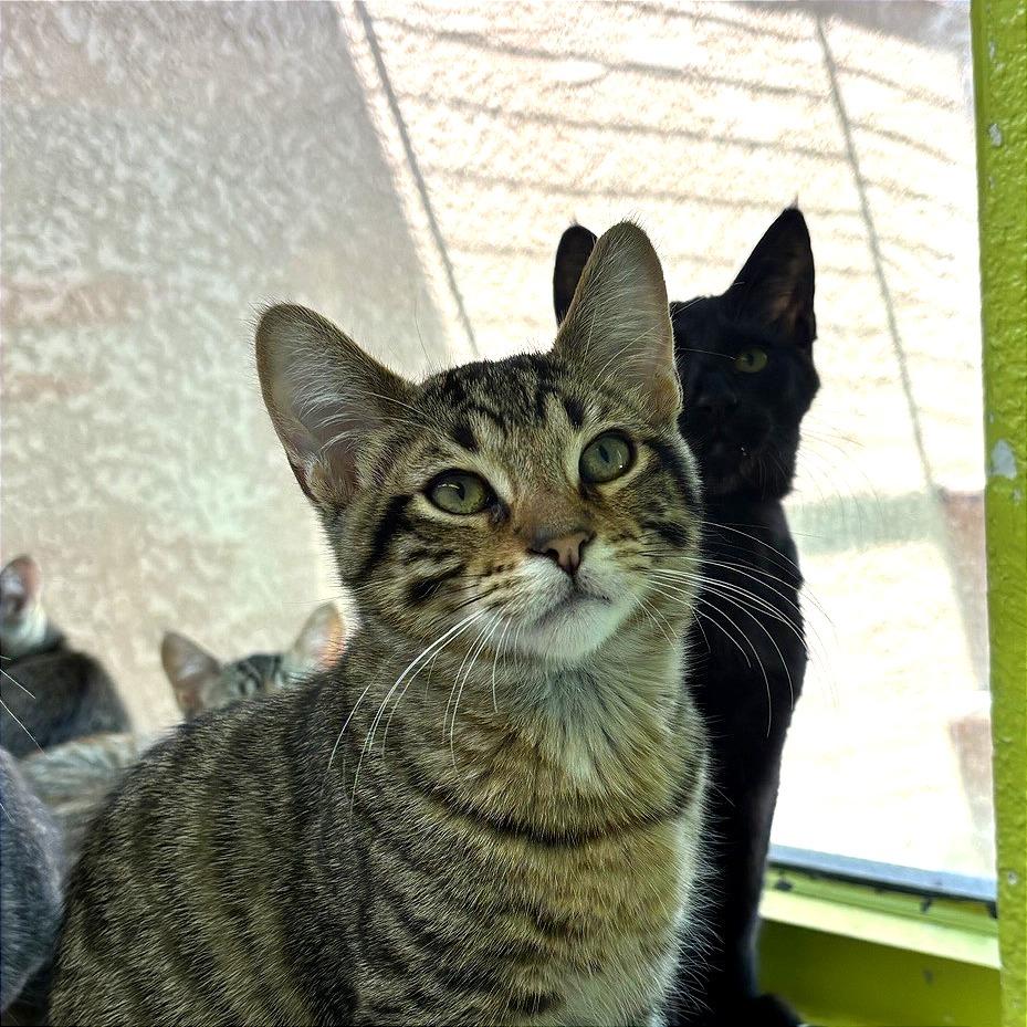 Baconator, a Adoptable Domestic Short Hair in Fresno, CA image 1/3