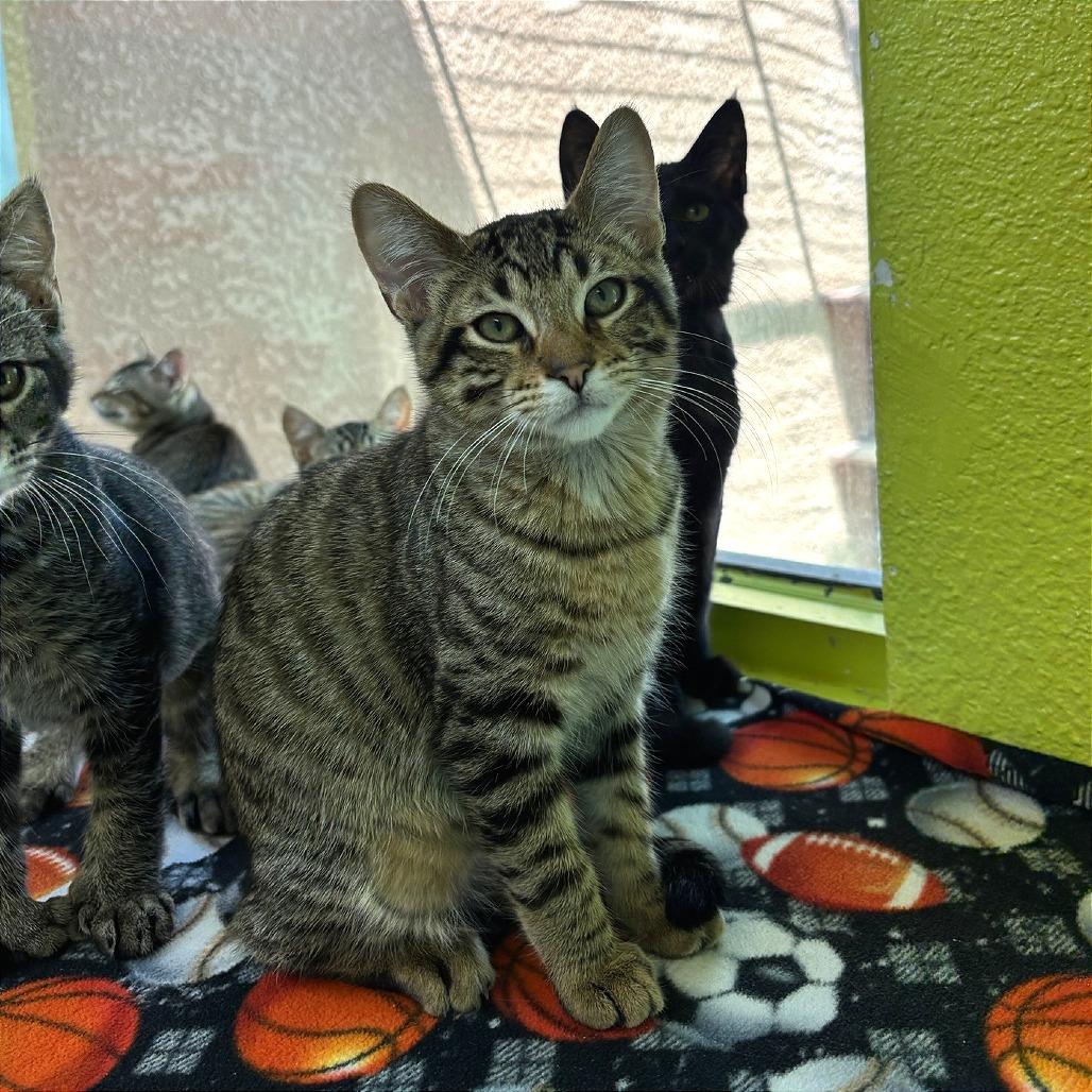 Baconator, a Adoptable Domestic Short Hair in Fresno, CA image 2/3