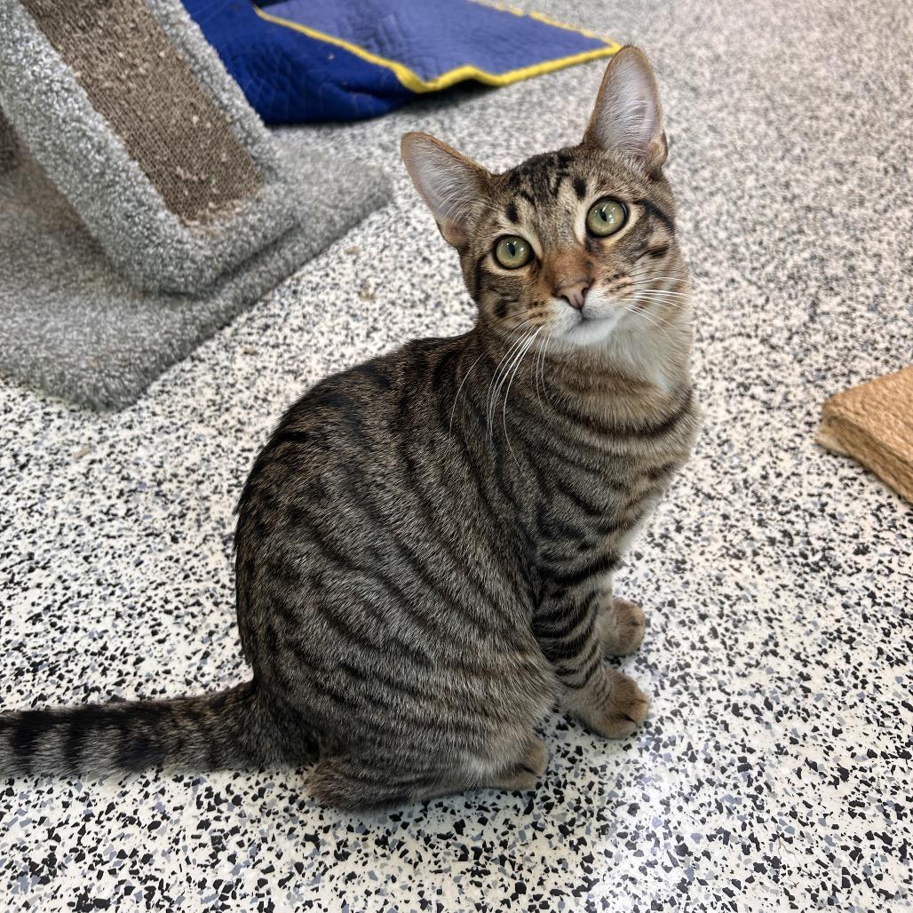 Baconator, a Adoptable Domestic Short Hair in Fresno, CA image 3/3