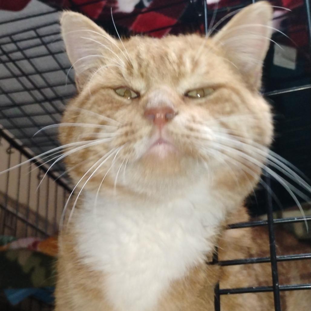 Enlarge Cosmos, a Adoptable Domestic Short Hair in Grantsville, UT image 1/1