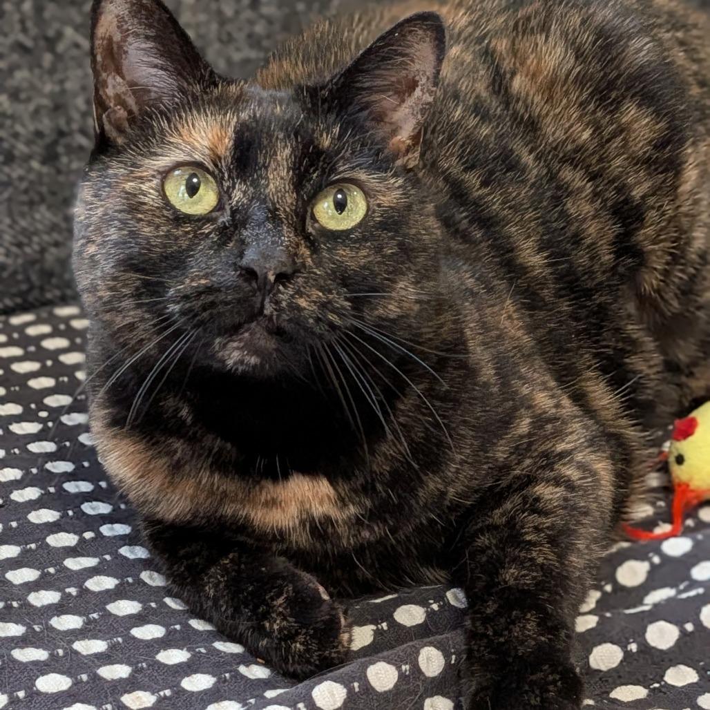 Kitty-In Foster — thumbnail 2