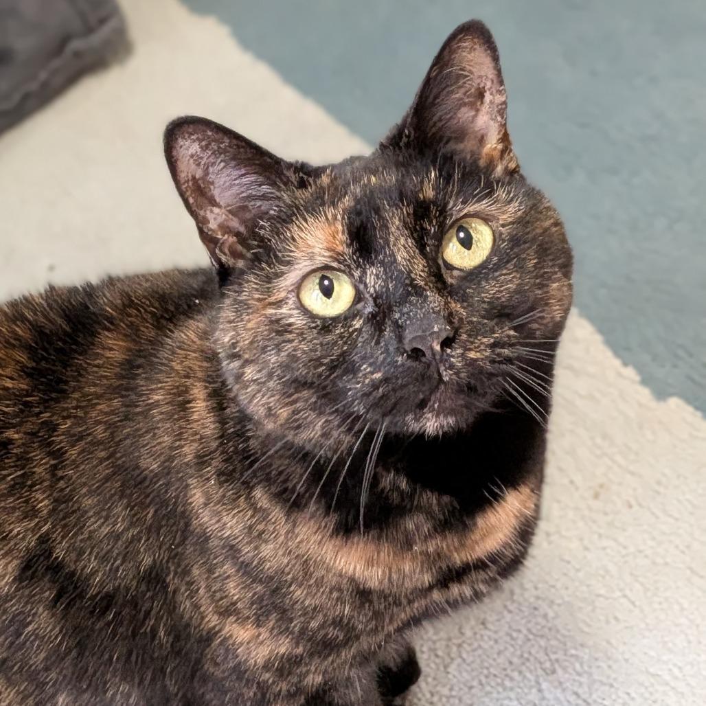 Kitty-In Foster — thumbnail 5