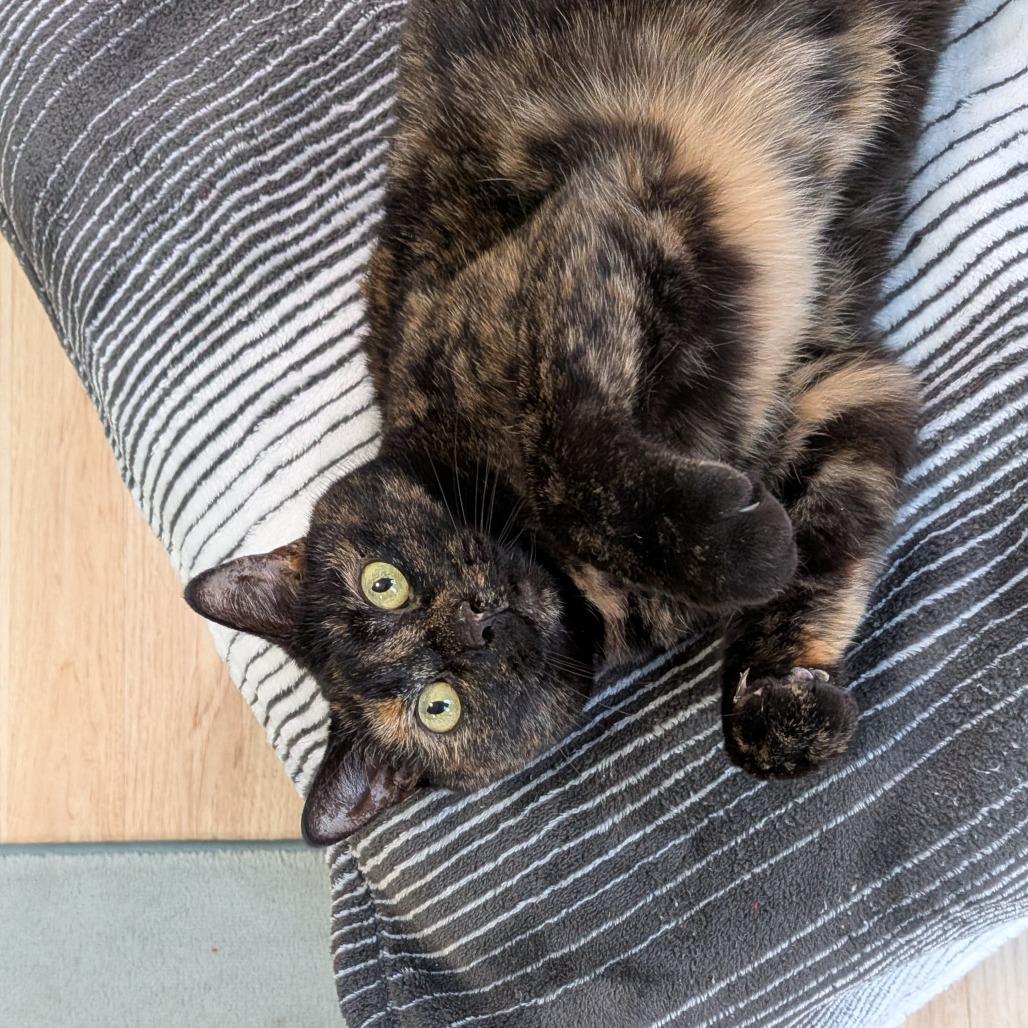 Kitty-In Foster — thumbnail 6