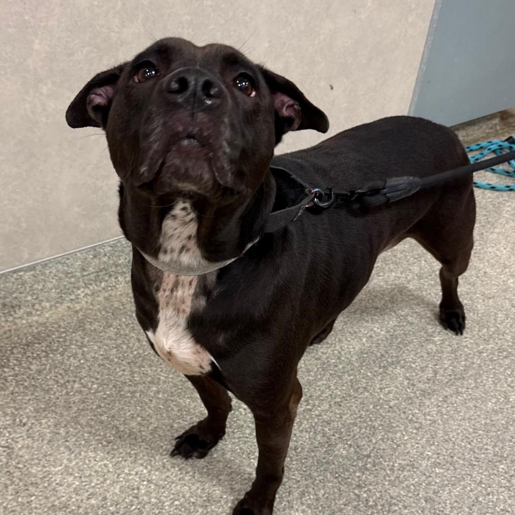Jenny, Adoptable, Adult Female Mixed Breed.
