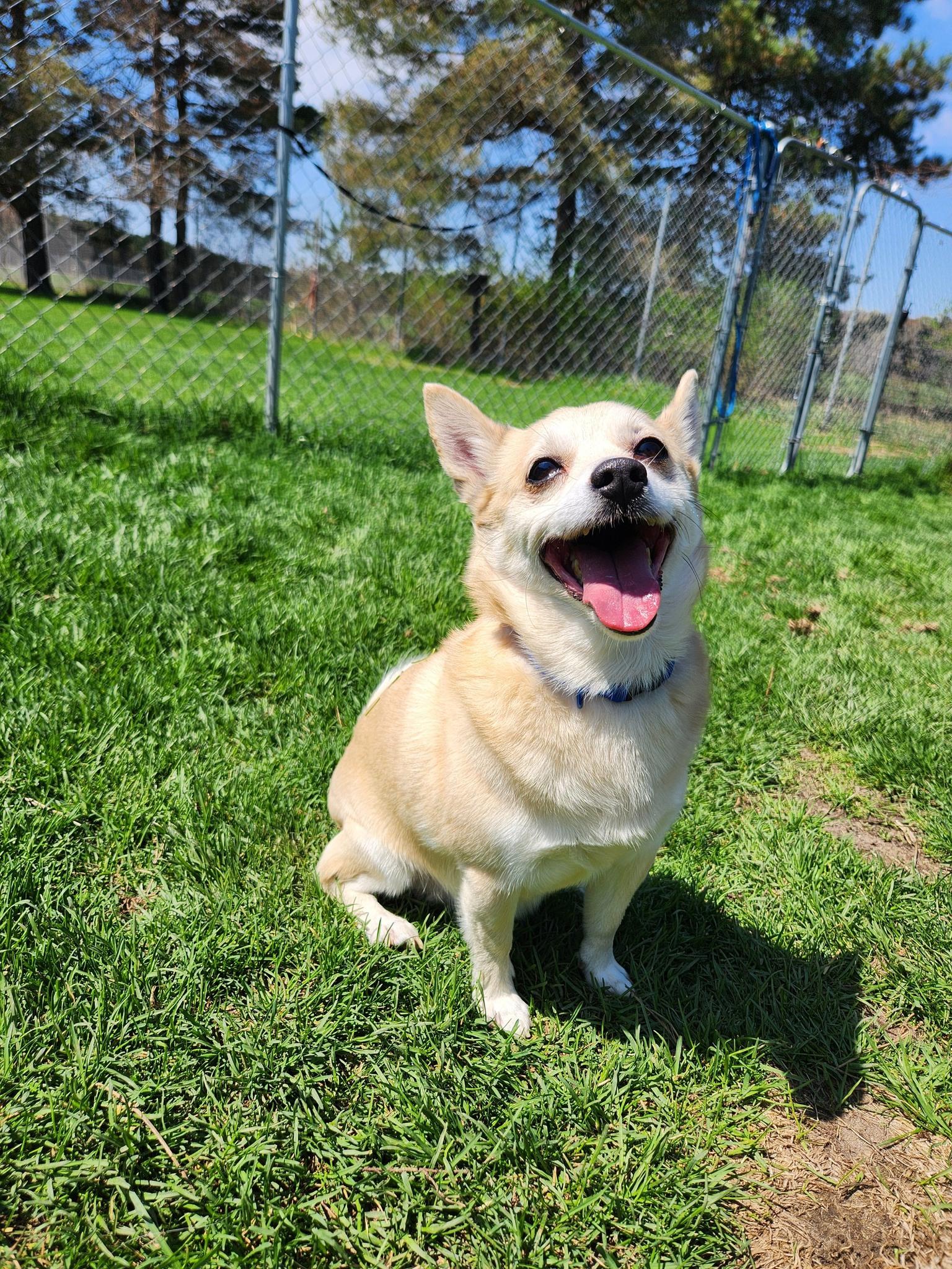 Stitch, adopted, Adult Male Pomeranian & Chihuahua.