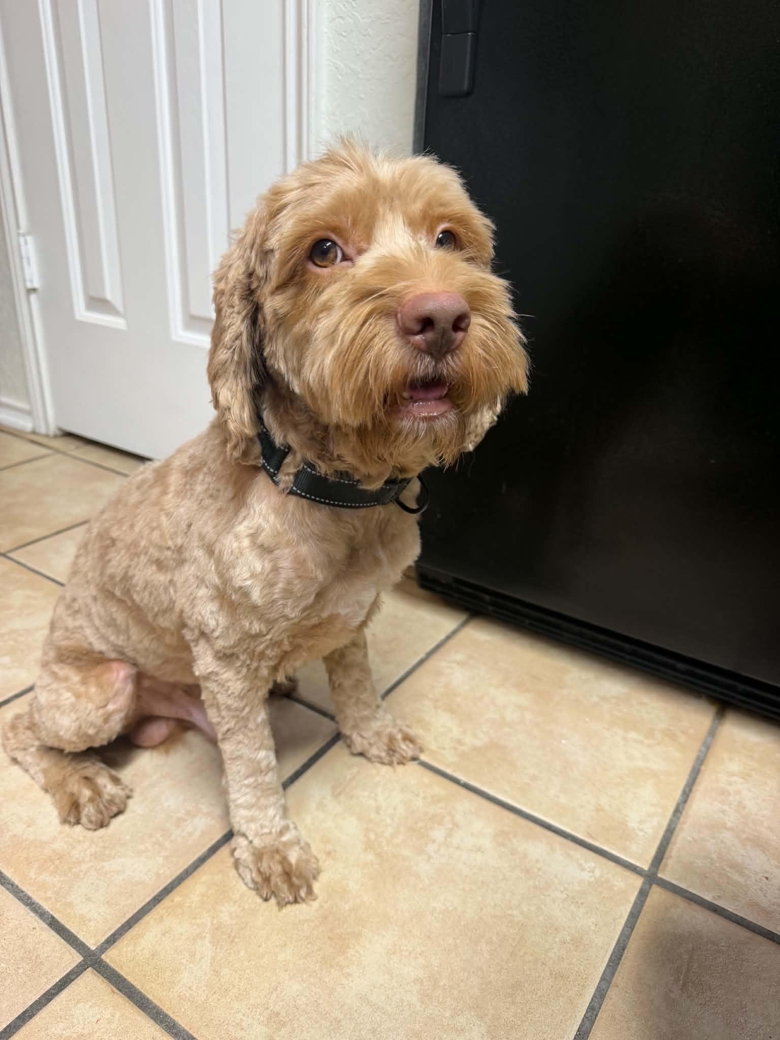 Whiskey, Adoptable, Adult Male Cocker Spaniel & Poodle.