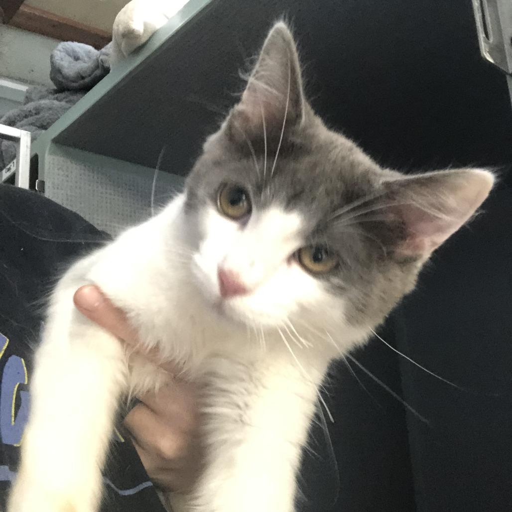 Enlarge Jinu, a Adoptable Domestic Short Hair in Russellville, KY image 1/1