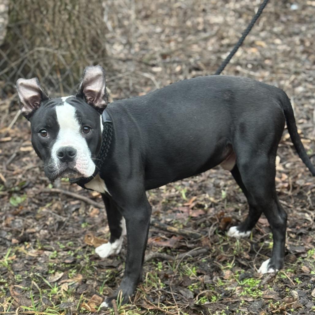 Enlarge Titan, a Adoptable Pit Bull Terrier in Valparaiso, IN image 1/4