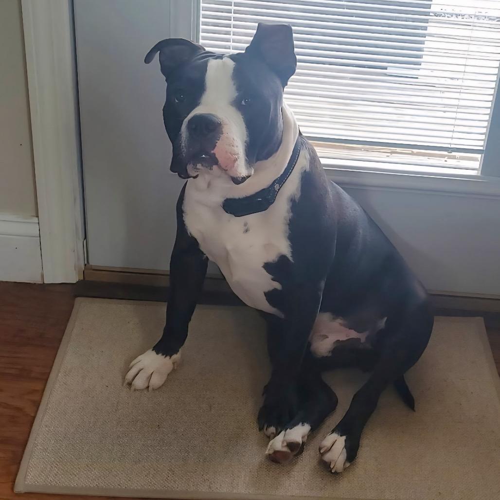 Enlarge Titan, a Adoptable Pit Bull Terrier in Valparaiso, IN image 3/4