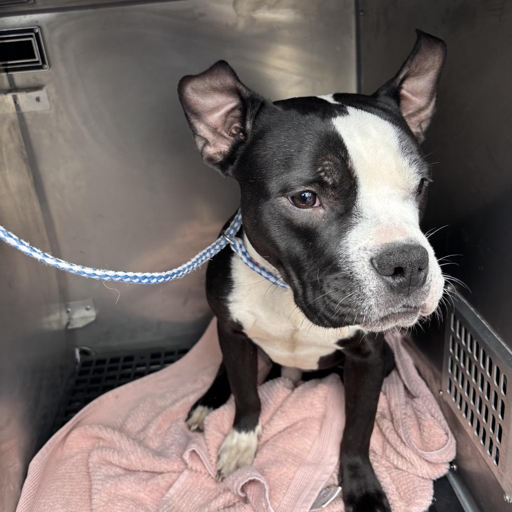 Enlarge Titan, a Adoptable Pit Bull Terrier in Valparaiso, IN image 4/4