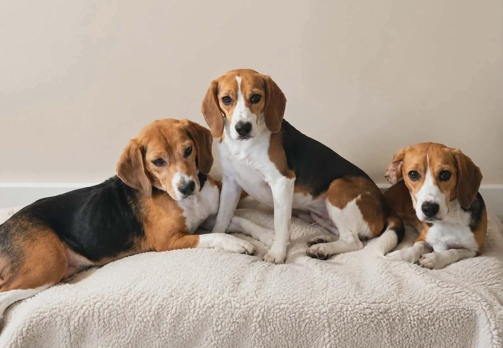 Kara Freegle, Adoptable, Young Female Beagle.